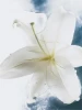 aW1hZ2U9L2dhbGxlcnktcGhvdG9zL1U4R2pmZzkzQzA0Q08ySTJKTGUwWUFFOWljQURGclZGLmpwZyZ3aWR0aD01ODY=.webp